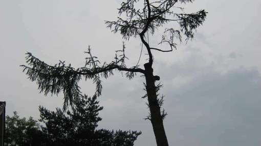 Bomen rooien Sirjansland